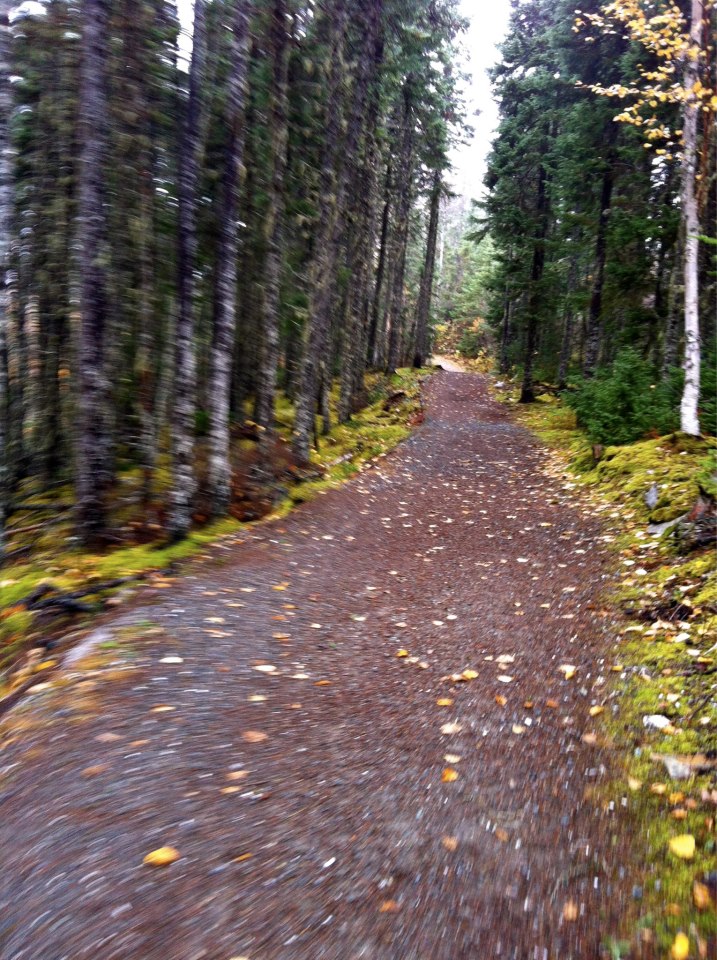 Thomas Howe Interpretive Site trails as photographed by Jill Pike on a run.