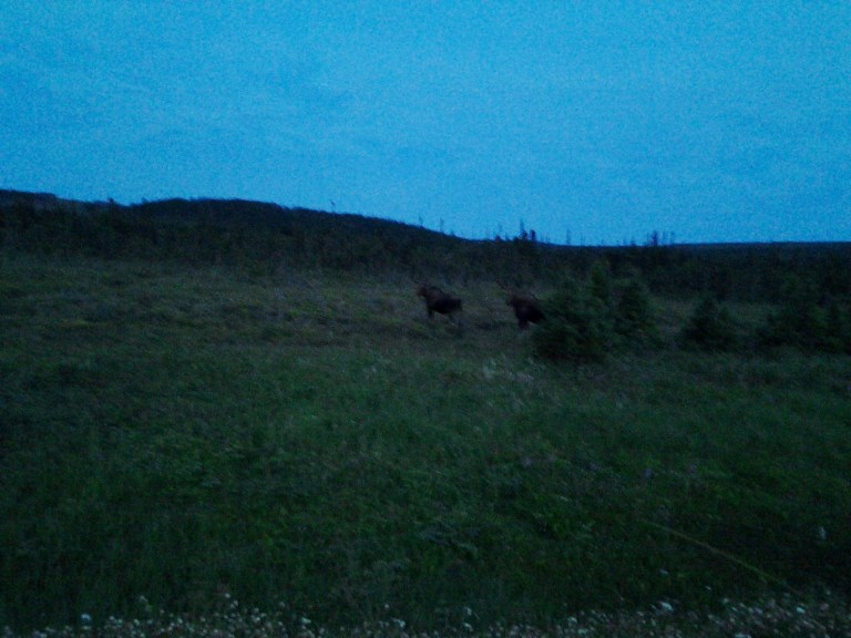 Two bull moose, heading towards St. Anthony, NL