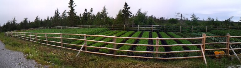 Garden near Main Brook, NL Frenced to keep the moose and photographers out.