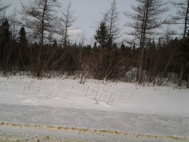 We saw lots of fresh moose and rabbit tracks. Also fox and possibly coyote and lynx, which I should have stopped and taken a picture of. Sorry.