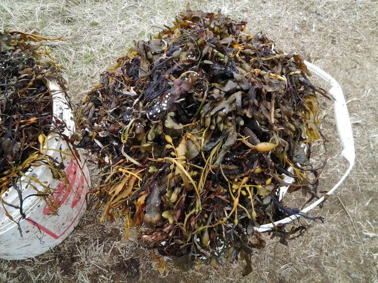 Kelp is collected from the beaches and used to fertilize Fogo Island gardens. 