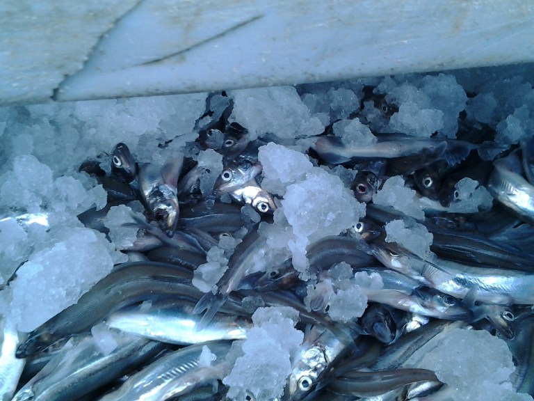 Capelin being off loaded from King Fisher, Plate Cove West, NL July 5, 2014