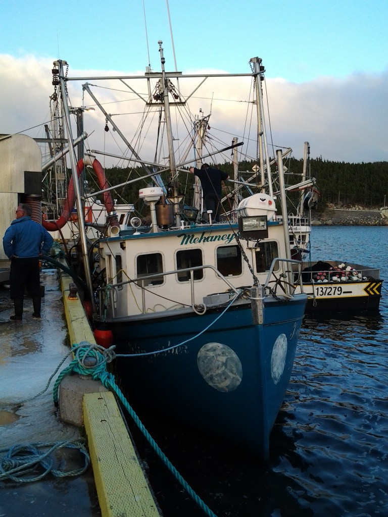 King Fisher, Plate Cove West, NL 