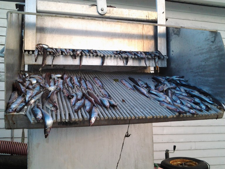 Capelin being off loaded from King Fisher, Plate Cove West, NL July 5, 2014