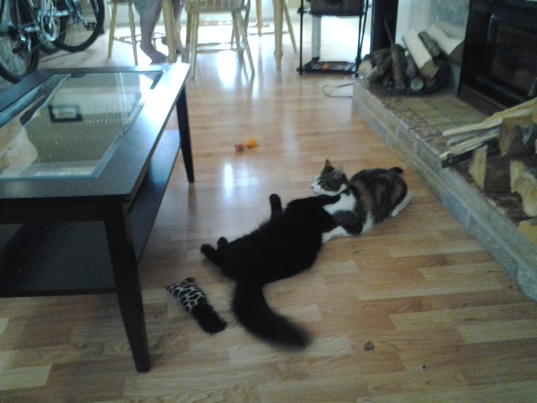 They looked tired to me.