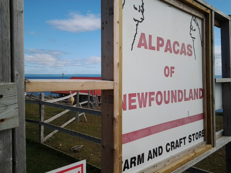 Newfoundland Alpaca farm is located on the ocean and an interesting stop on the Port aux Port peninsula.