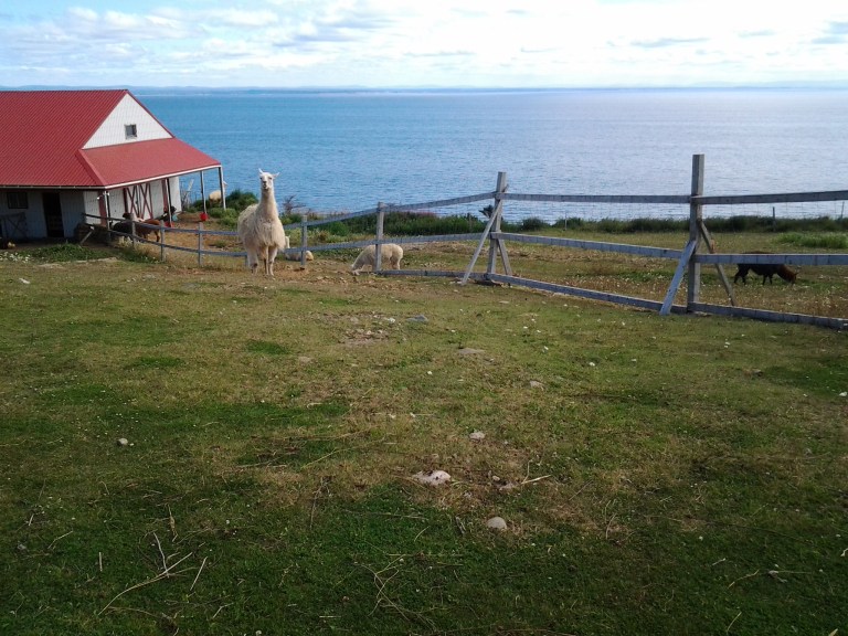 Ocean view at the Alpaca farm.