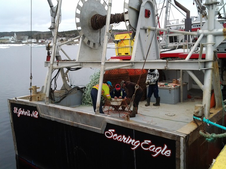 Soaring Eagle, Carmanville, NL May 2, 2015