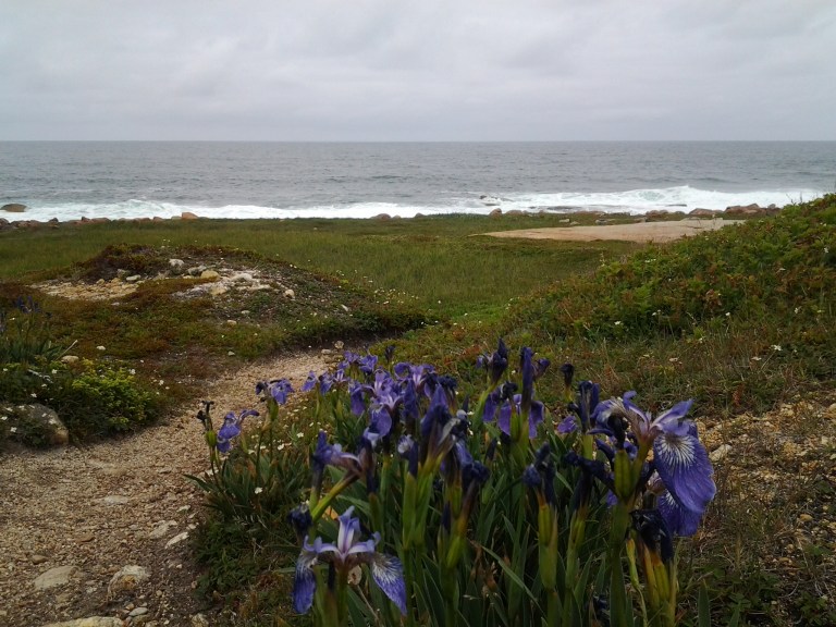 The Straight Shore between Lumsden and Musgrave Harbour is a great place for icebergs and sea birds. 